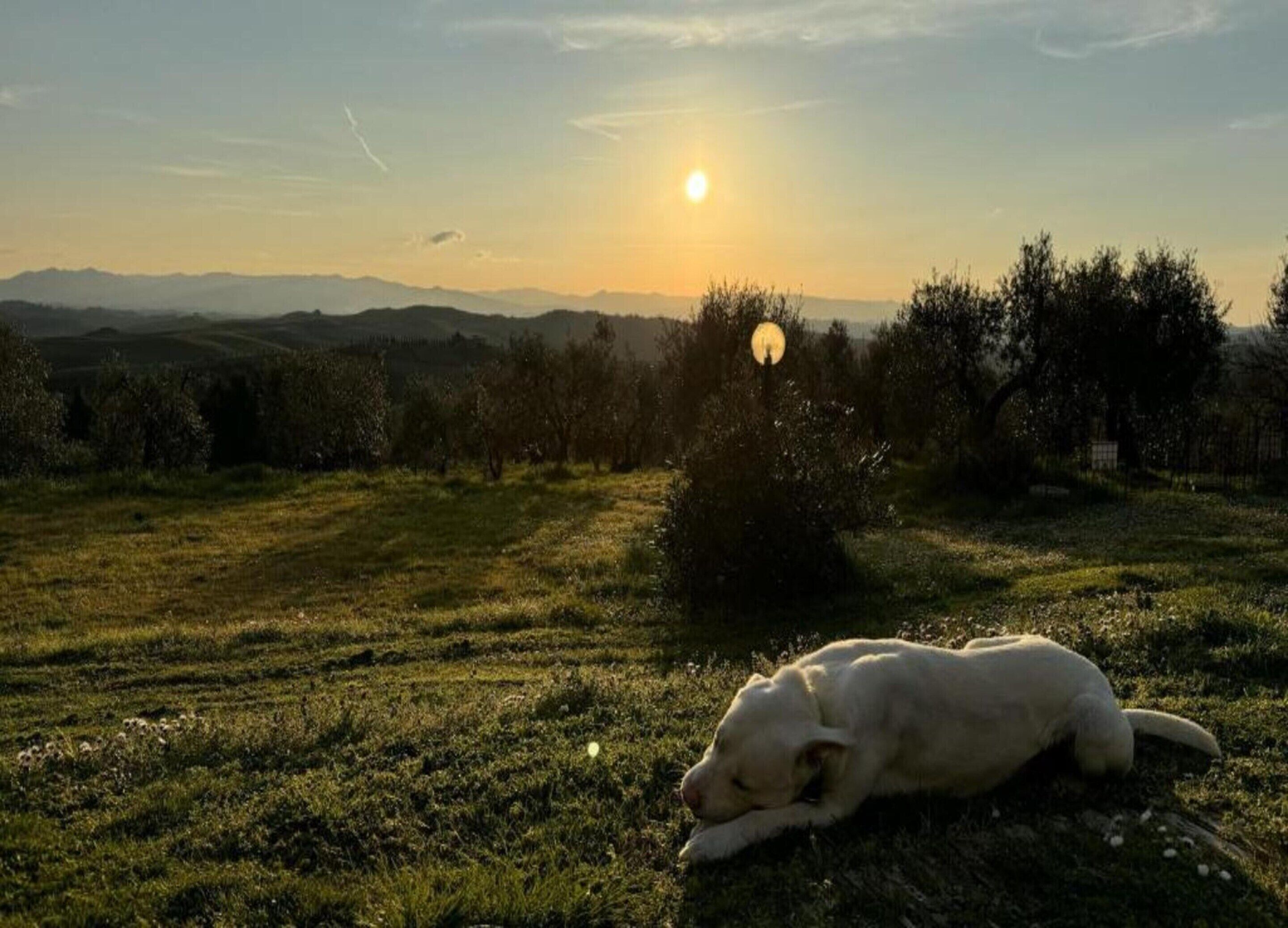 A dog lying on grass with a sunset in the background.