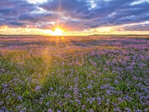 Un champ de fleurs violettes sous un ciel au coucher du soleil.