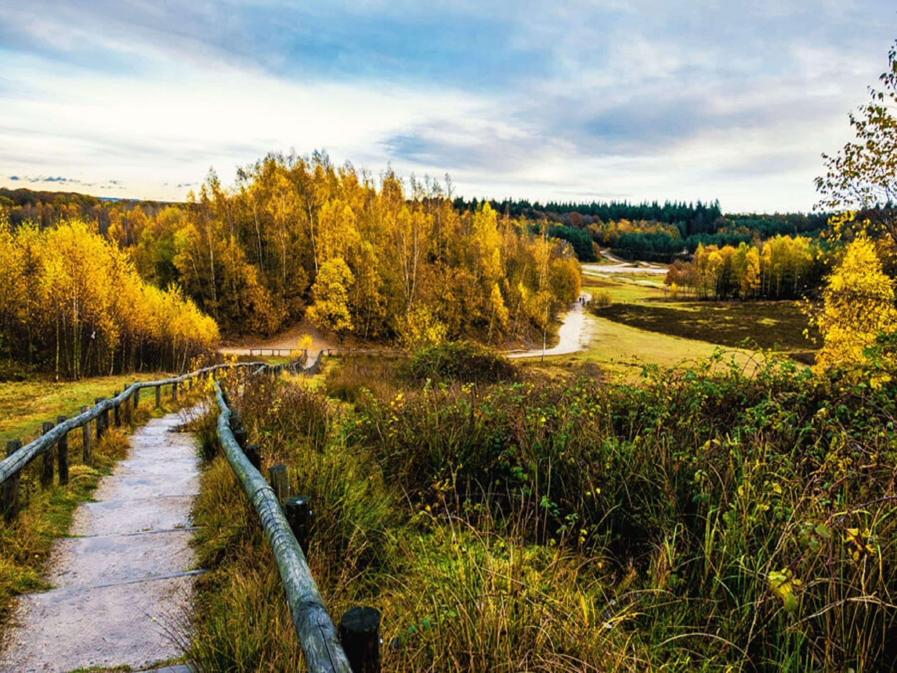 A pathway through a forest with a wooden fence on one side and a river on the other.