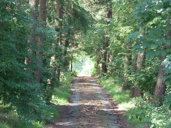 Exterior - Mansion in Nijensleek With Sauna & Garden (Nijensleek)