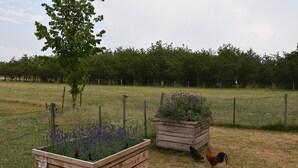 A rural landscape with two wooden planters containing purple flowers, a fenced area, and a rooster. - Apartment Near the Belgian Border (Eijsden)