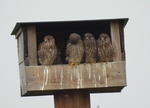 Hus | Innvendig detalj