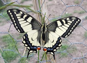 House | Interior detail - Lovely Group Home With Lots of Privacy, Ideal for Families and Friends (Valkenswaard)
