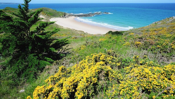 A coastal landscape with a beach, greenery, and yellow flowers. - Charming Breton House in Henansal (Henansal)