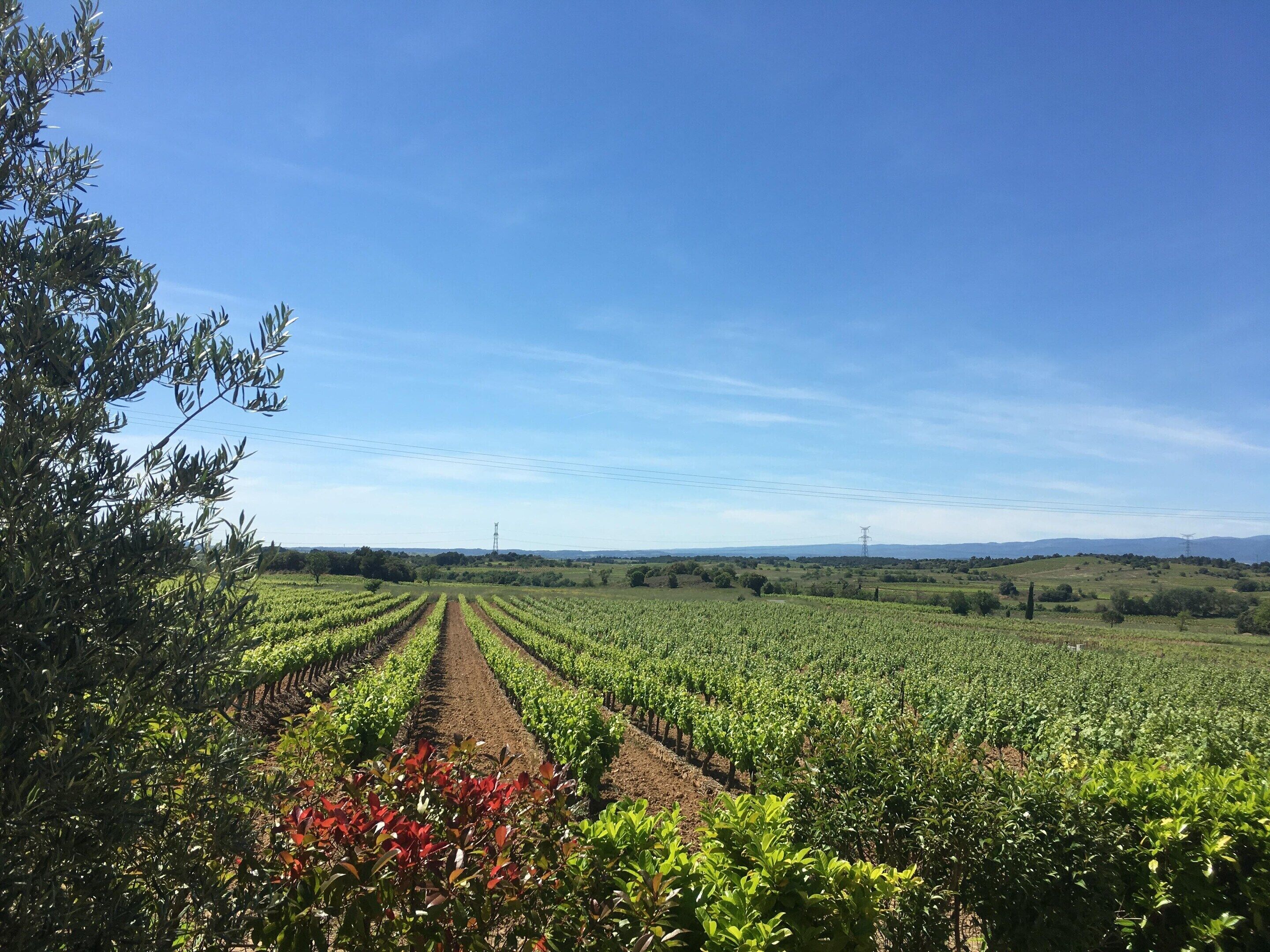 A vineyard with rows of plants under a clear sky.