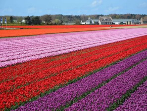 Exterior - Wonderful Holiday Home in South Holland near Sea (Noordwijk)