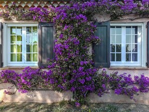 Een gebouw met een muur bedekt met paarse bloemen, twee ramen met luiken en een klein balkon.
