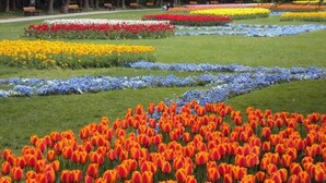 Um parque com fileiras de tulipas em várias cores.