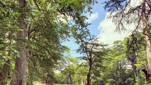 A serene river surrounded by dense foliage and trees. - Walk to Gruene Hall!On Guadalupe River! Pets Welcome (New Braunfels)