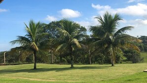 Un campo cubierto de hierba con palmeras y un cielo azul despejado.