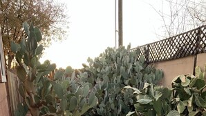 A hot tub with two glasses of red wine, surrounded by cacti and a wooden fence. - Alpine Bed and Breakfast (Alpine)