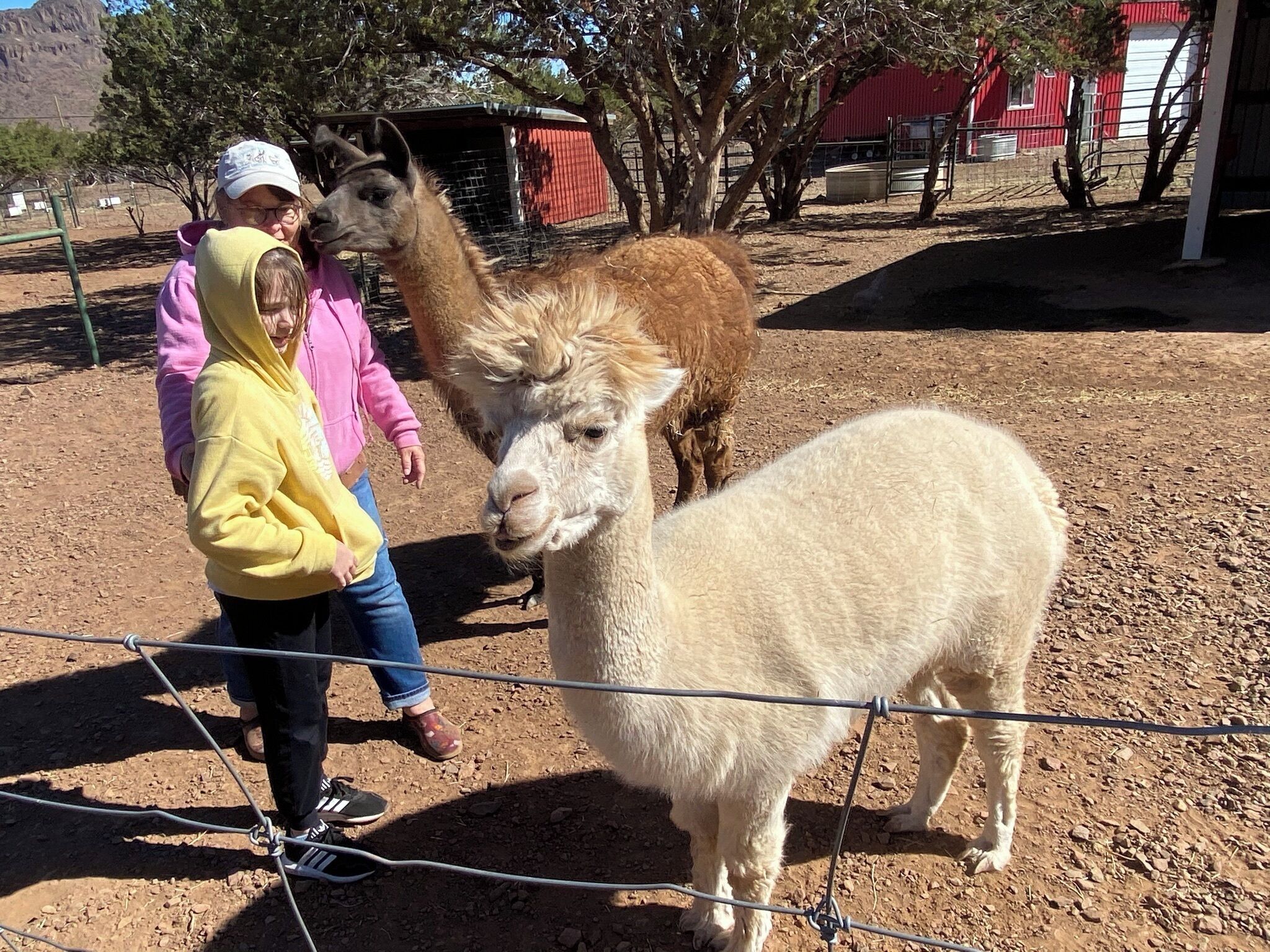 A llama and a child standing near a fence in an outdoor area with trees and a red building in the background.