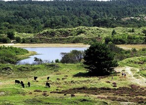 Vista desde la propiedad