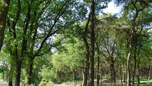 Exterior - Amidst Fields, Woods and Sand Dunes (Luyksgestel)