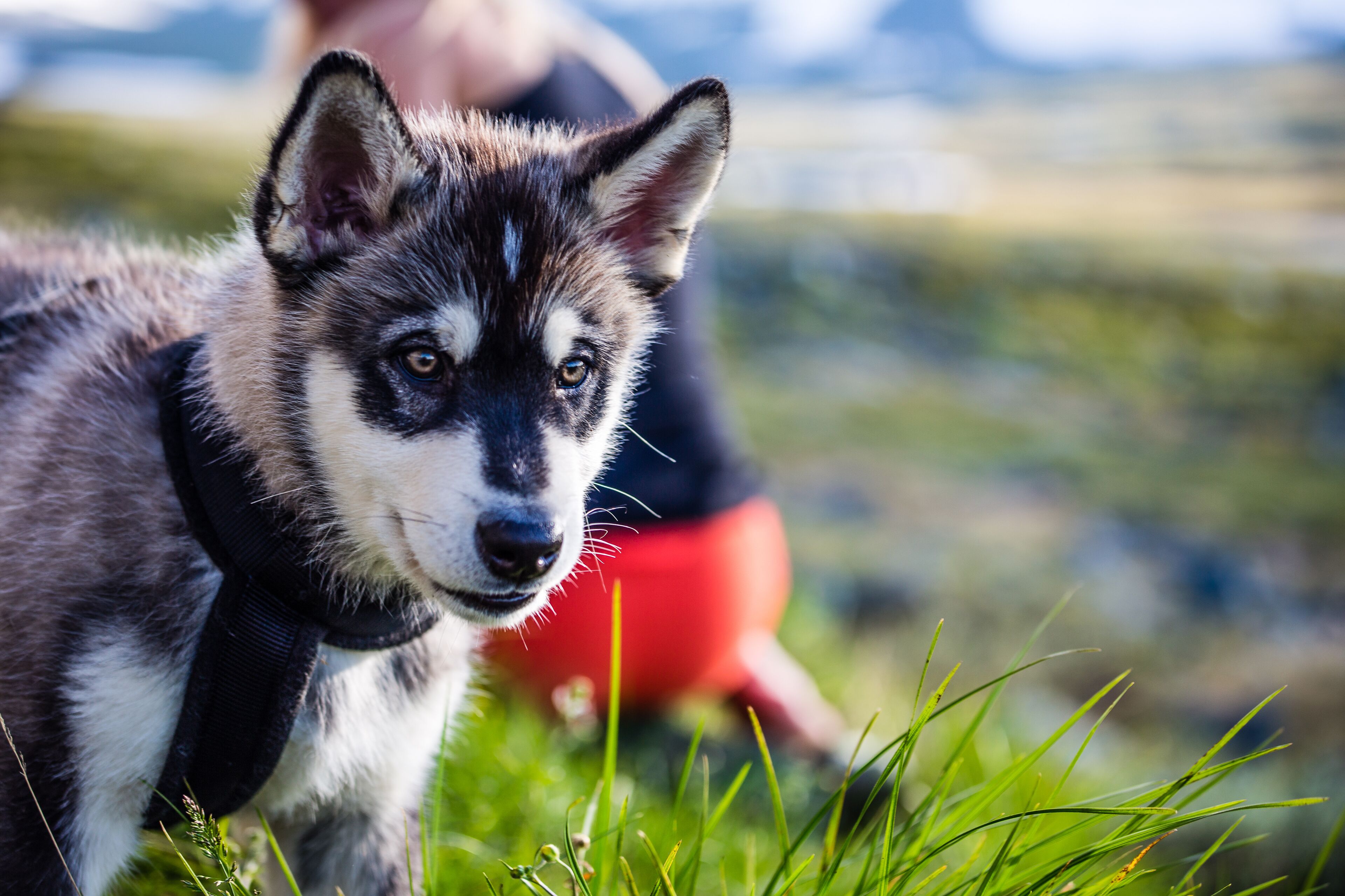 Primer plano de un cachorro husky con el fondo desenfocado.