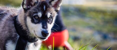 Primer plano de un cachorro husky con el fondo desenfocado.