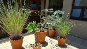 Quatre plantes en pot sur une terrasse carrelée.