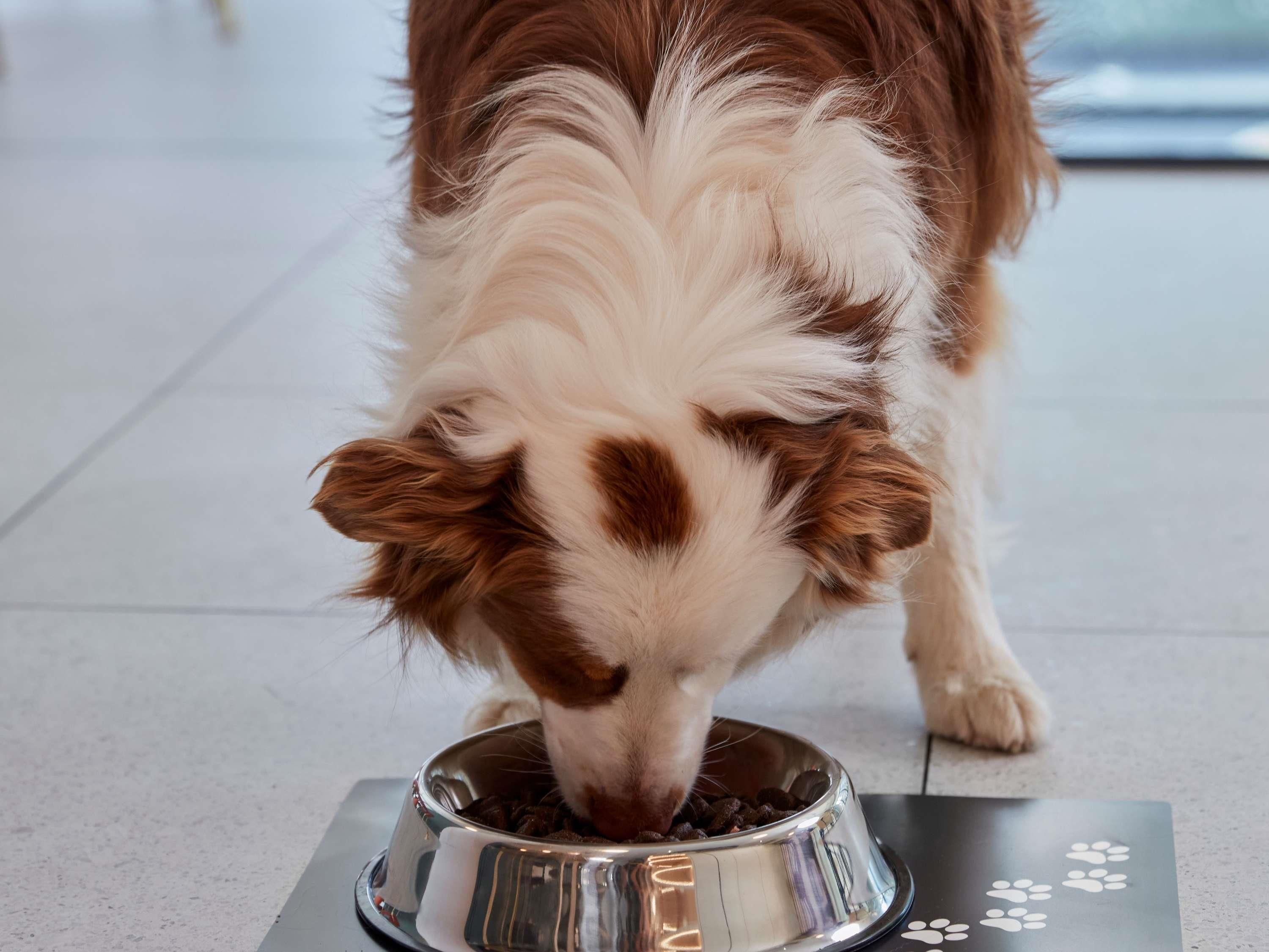 A dog eating from a stainless steel bowl on a tiled floor.