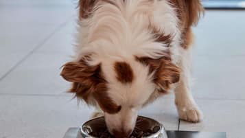 Un perro comiendo de un plato de acero inoxidable sobre un piso de baldosas.