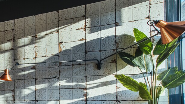 Una sala moderna con un sofá, una mesa de centro y una planta grande.