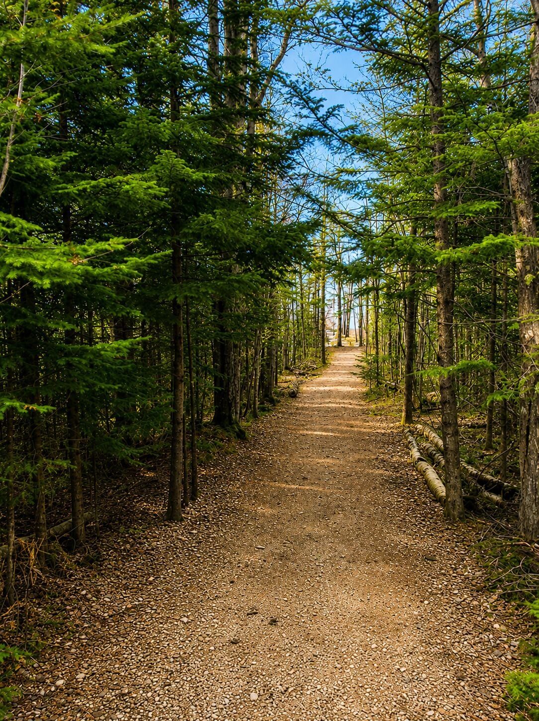A forest path with trees on both sides.