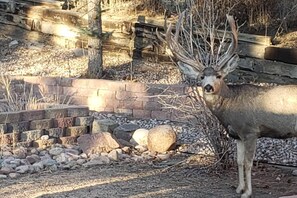 A deer in a zoo enclosure with a stone wall, rocks, and sparse vegetation. - Front Range View, 7 Mins to Downtown (Colorado Springs)