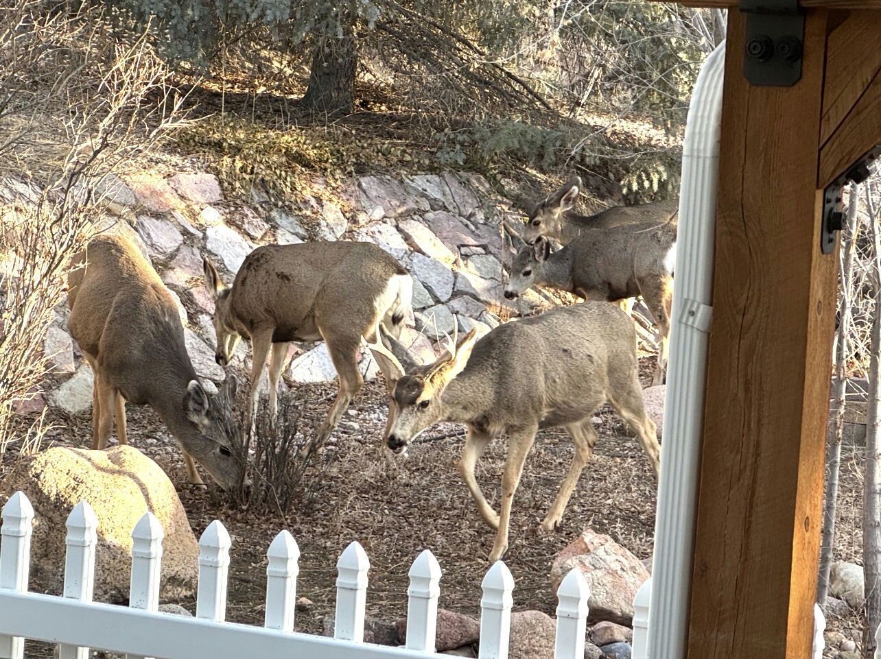 A fenced area with deer grazing, surrounded by rocks and sparse vegetation.