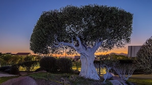 A tree sculpture in a landscaped area with rocks and a fence in the background. - Spacious Apartment "Villa Marconi 6" with Sea View, Private Terrace & Garden (Golfo Aranci)