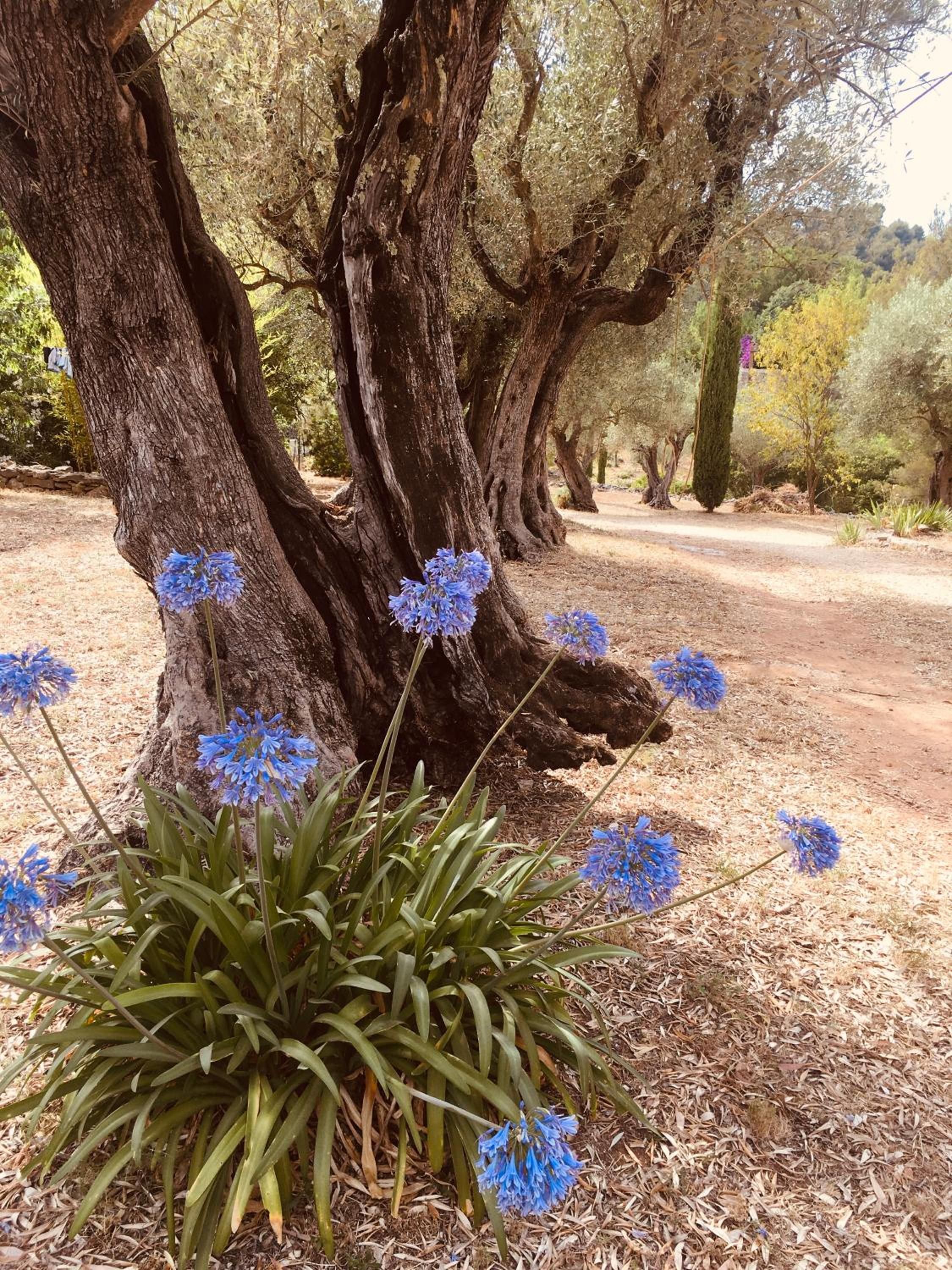 A pathway lined with trees and blue flowers.