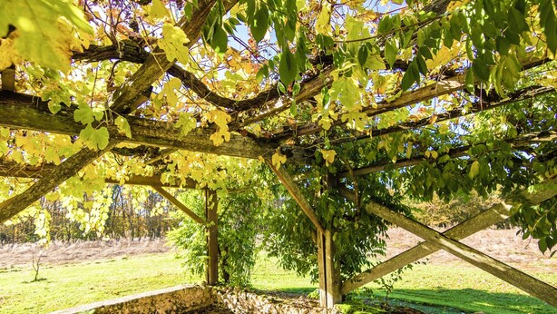 A vineyard with a pergola structure, a stone wall, and a grassy field in the background. - Tranquil Escape in Cendrieux (Val de Louyre et Caudeau)