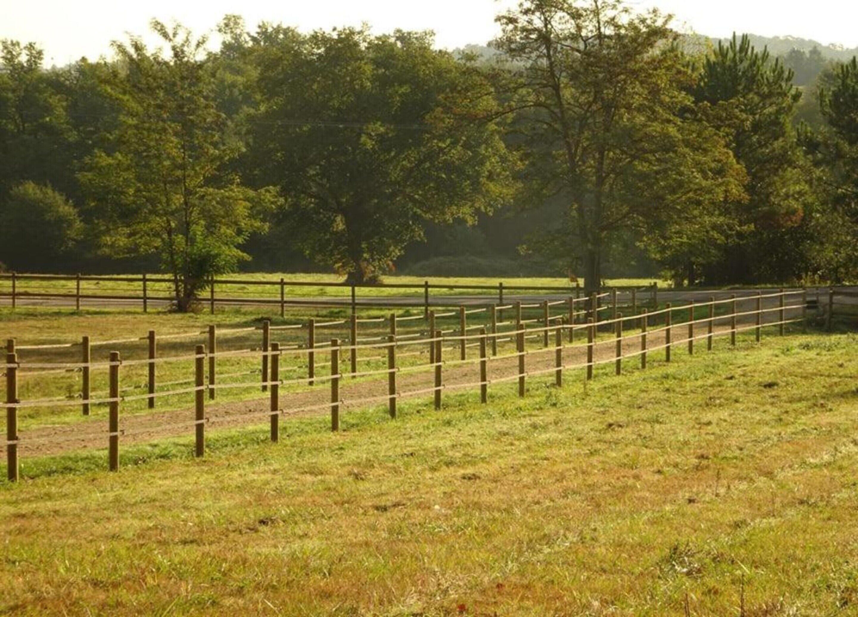 A fenced outdoor area with grass and trees.
