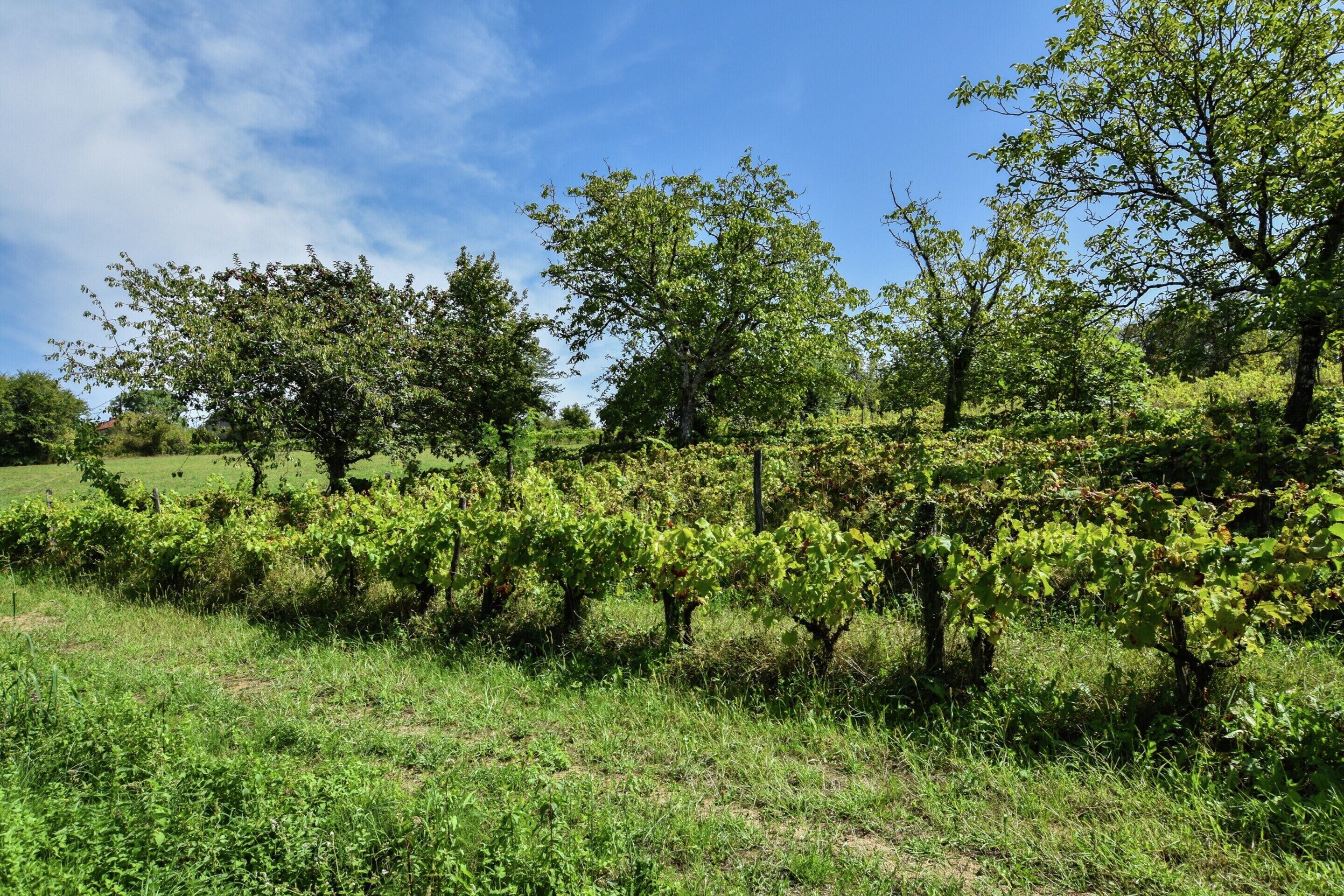 Ein Weinberg mit Reihen von Reben und Bäumen im Hintergrund.