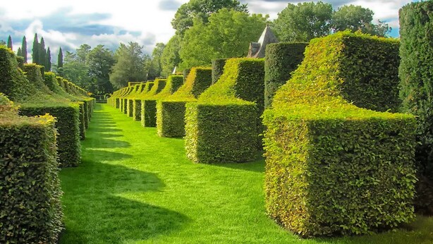 Ein Garten mit ordentlich geschnittenen Hecken und einem Rasenweg.