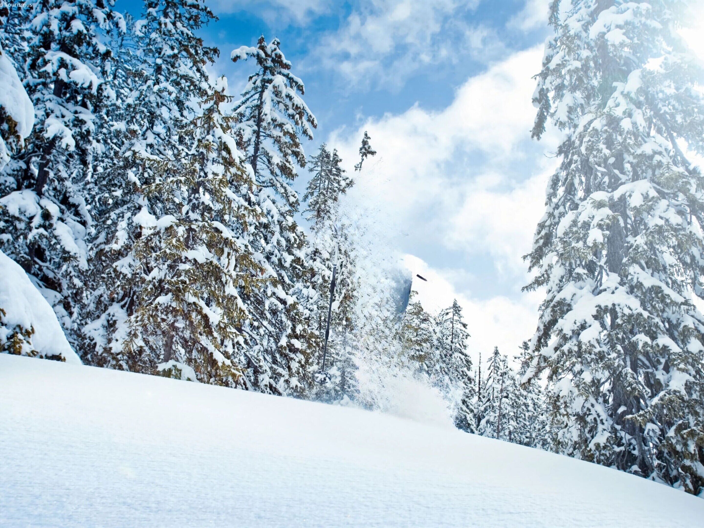 A snowy landscape with dense evergreen trees and a clear blue sky.