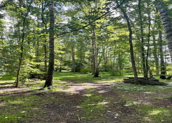 Zona boscosa con un sendero de tierra y una pila de troncos.