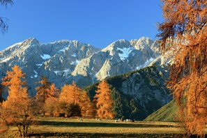 A mountainous landscape with a clear sky, autumn-colored trees, and grazing animals. - Cozy Apartment in Obsteig near Ski Area (Mieming)