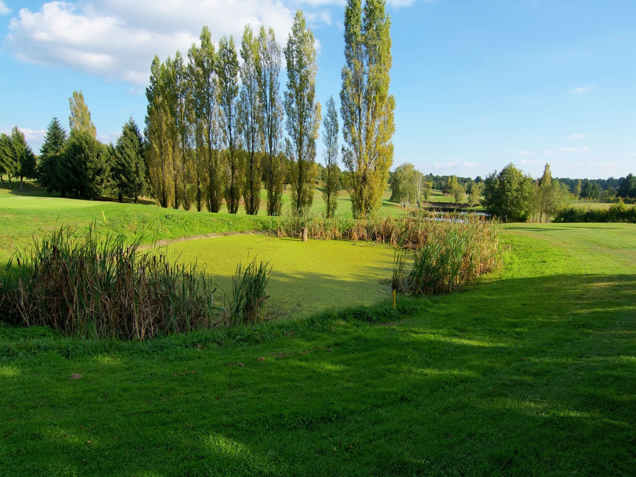 A golf course with a well-maintained green, tall trees, and a clear sky.