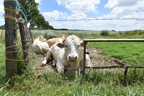 House | Interior detail - Villa in Bruinisse Near Grevelingenmeer (Bruinisse)