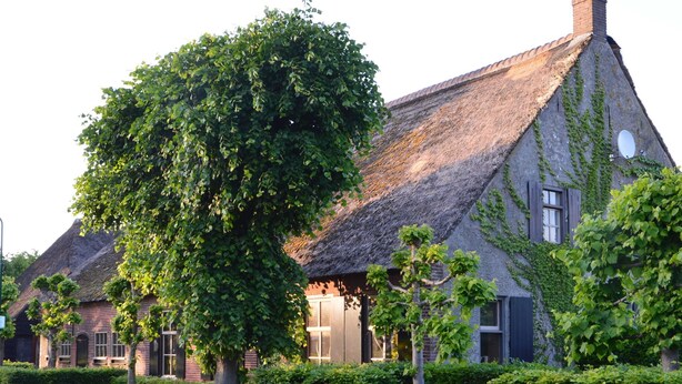 Een traditioneel rieten huis met een grote boom ervoor, omringd door verzorgde heggen.