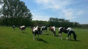 A group of horses grazing in a grassy field with trees in the background.