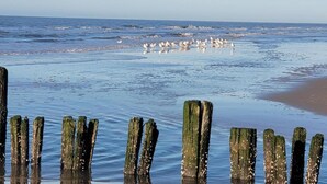 A beach with wooden posts in the foreground and birds on the sand. - Timeless Charm and Cozy Stay (Bergen aan Zee)