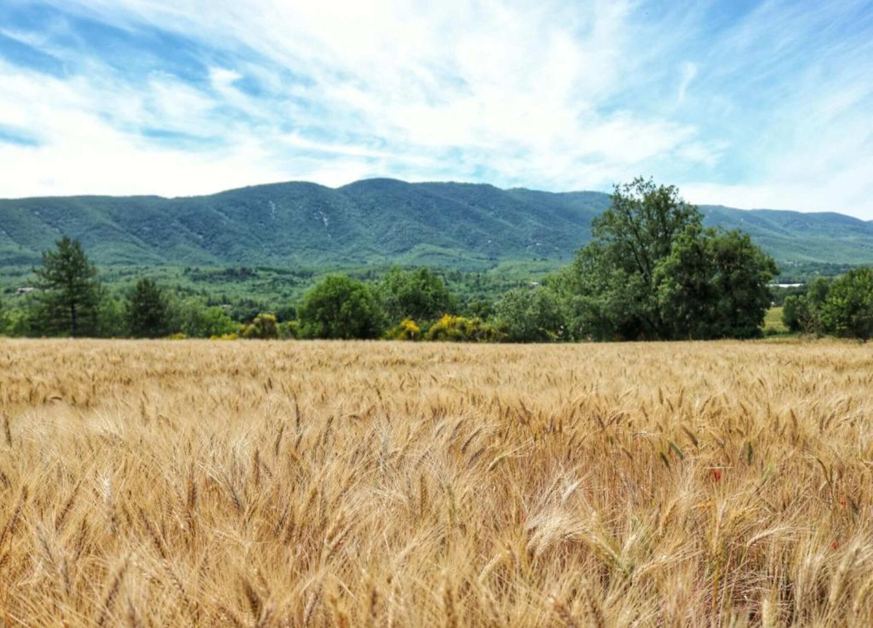 Ein Feld mit goldenem Weizen, im Hintergrund ein Gebirgszug.