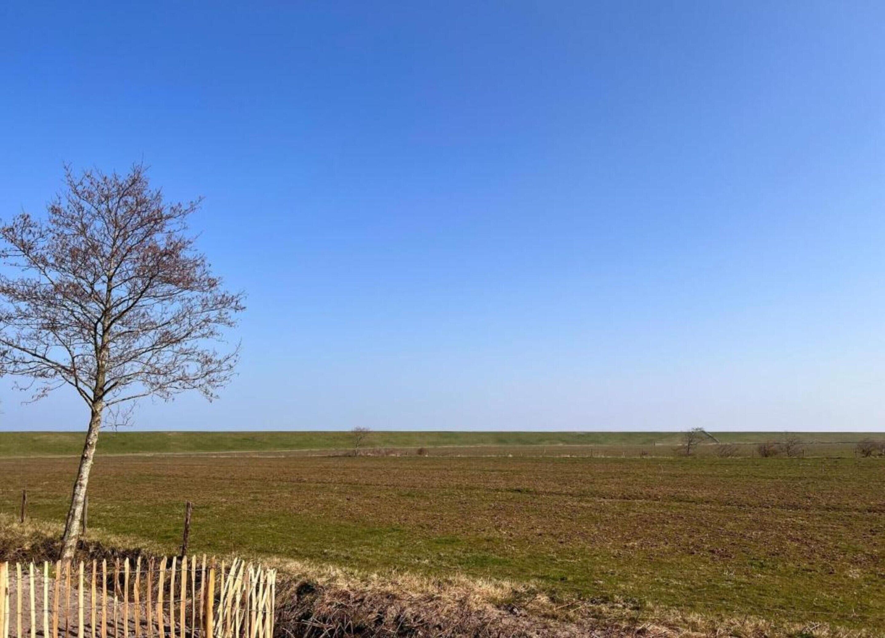 A rural landscape with a single leafless tree in the foreground and a vast open field under a clear blue sky.