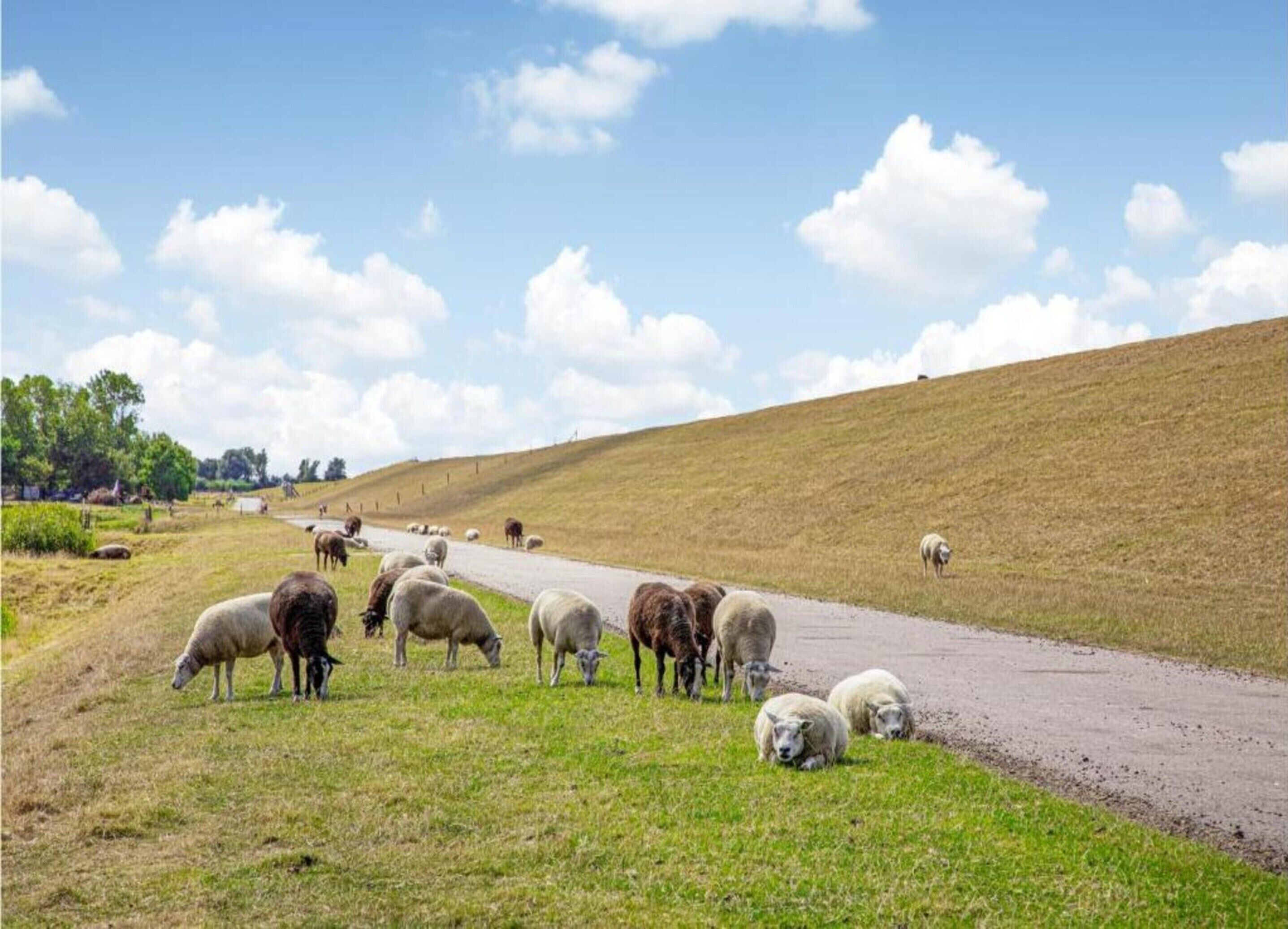 A rural landscape with a road, grassy fields, and a herd of sheep grazing.
