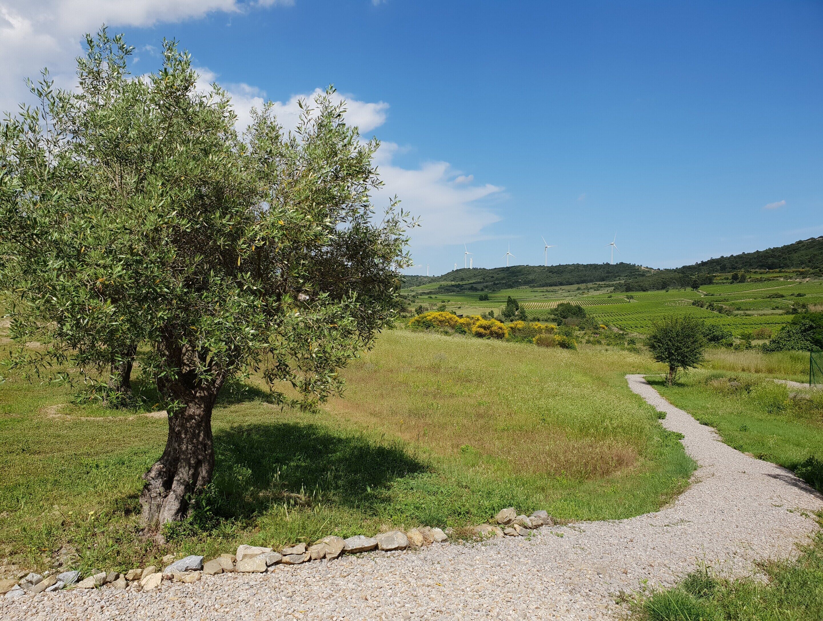 A gravel path leading through a rural landscape with a tree and wind turbines in the distance.