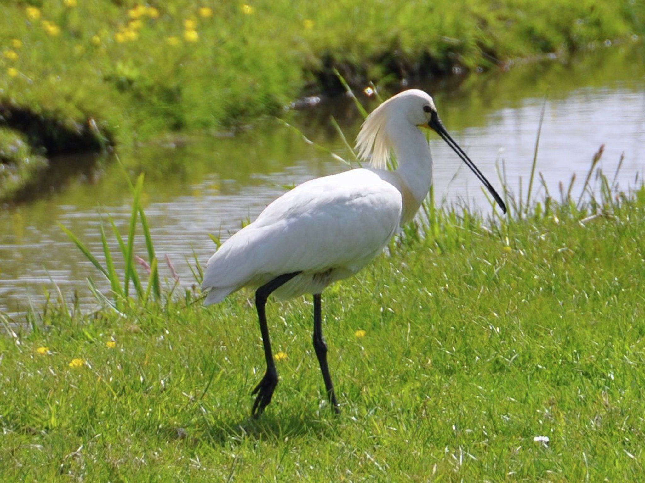 Un oiseau blanc se tient dans une zone herbeuse, près d’une étendue d’eau.