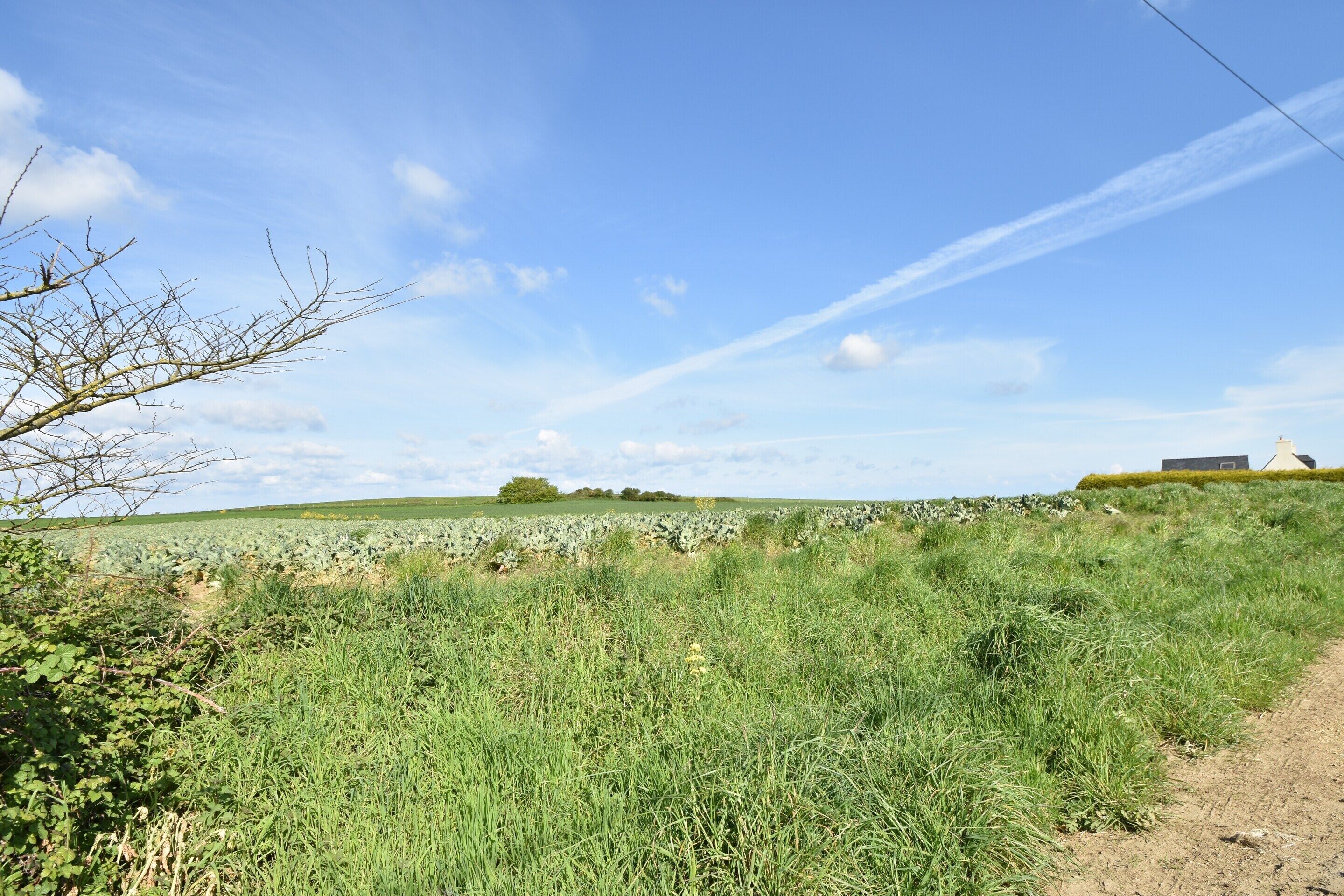 Ländliche Landschaft mit einem Feldweg, grüner Vegetation und einem entfernten Gebäude.