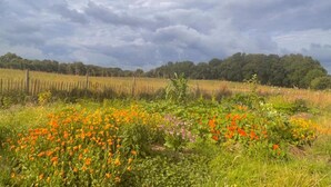 Een veld met oranje bloemen en een hek op de voorgrond, met een bewolkte lucht erboven.