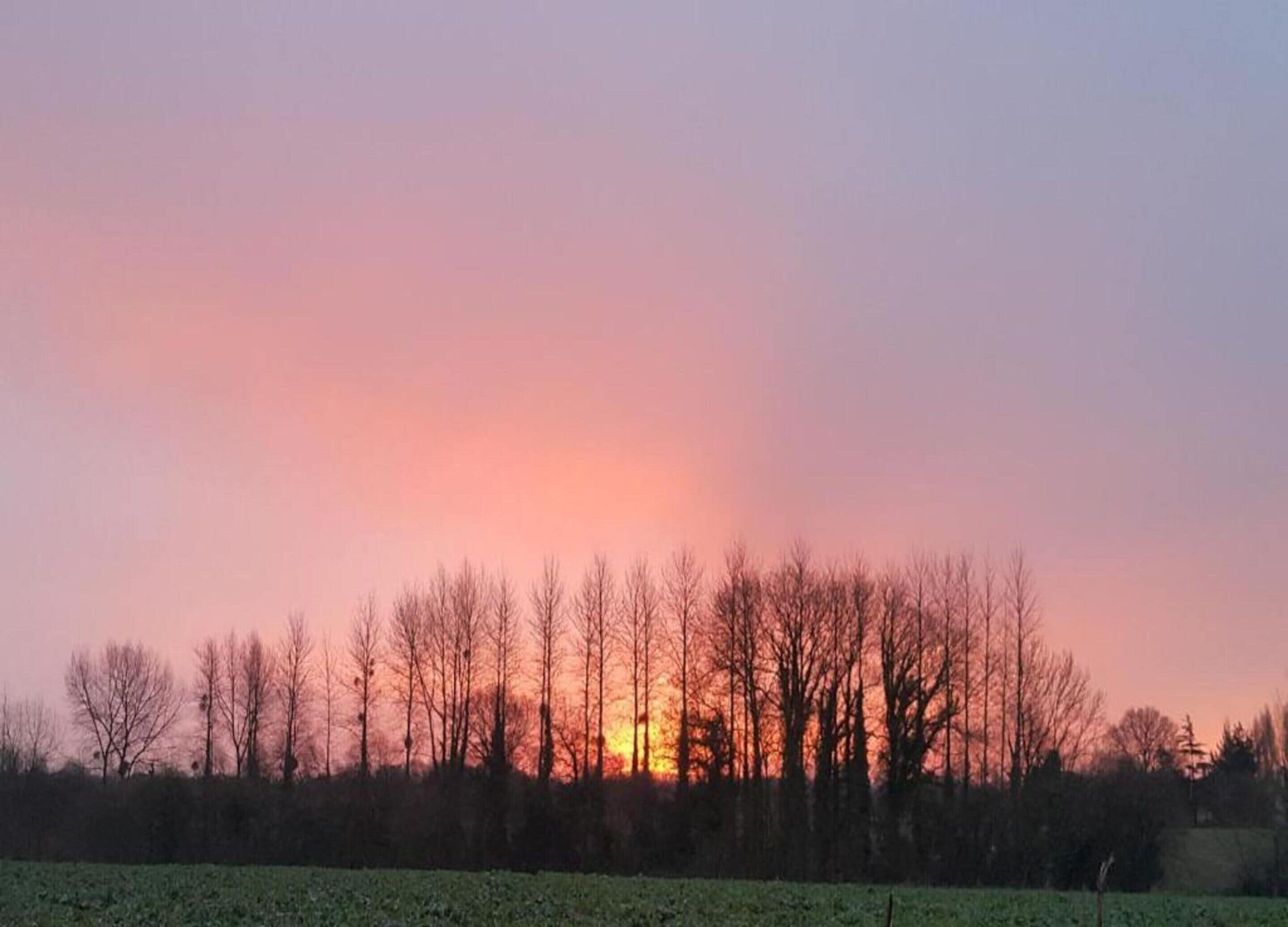 A sunset over a line of trees with a field in the foreground.