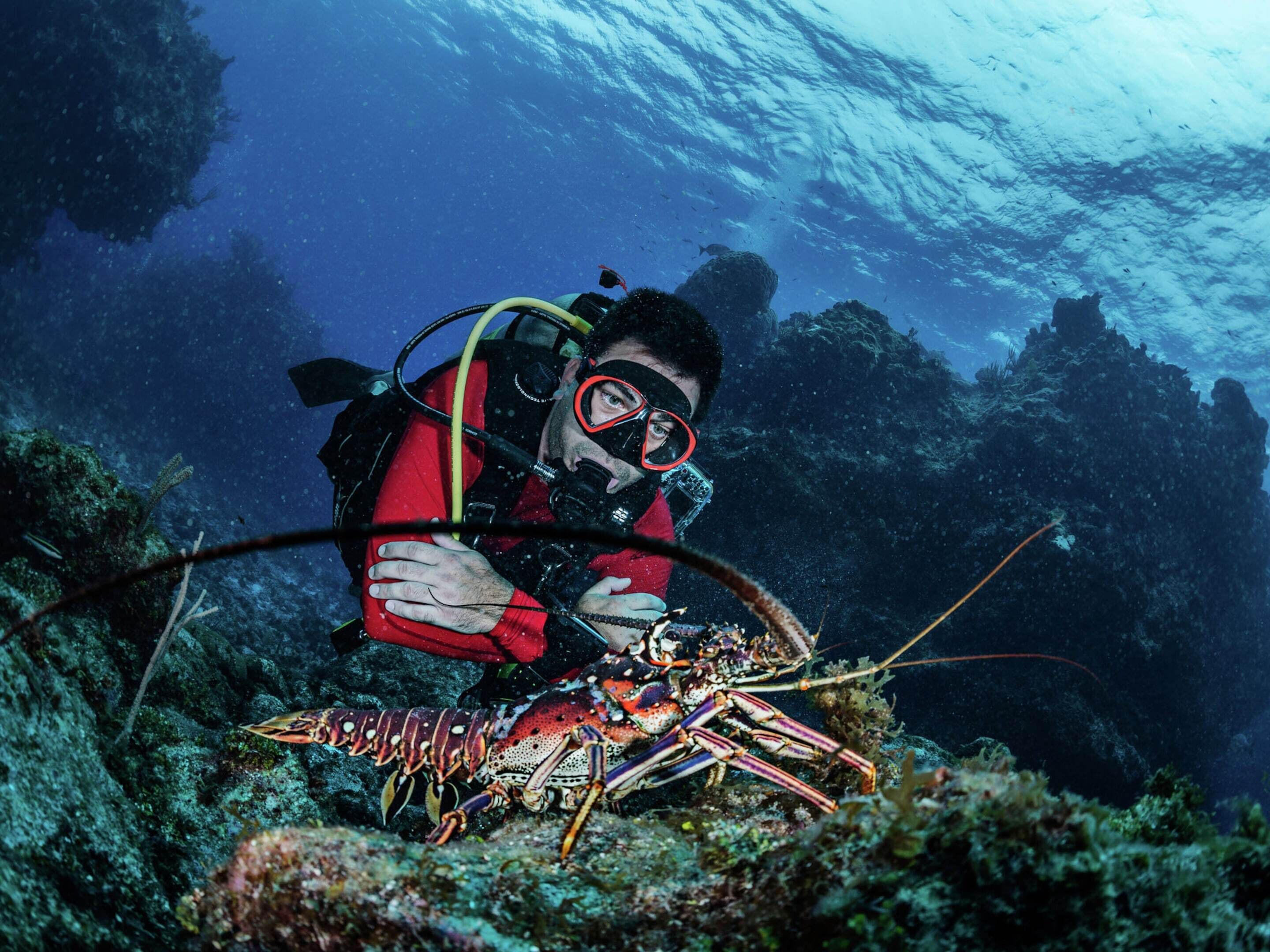 A diver with a lobster on a rocky underwater surface.